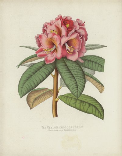 Rhododendron Rollissonii da English School